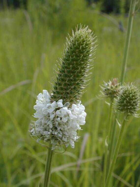 White Prairie Clover Seeds Flower Drought Tolerant 25 Seeds