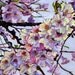 RESERVED For C - Do Not Buy - Original Acrylic 5x7, The Cherry Branch