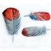 Watercolor painting-feathers in tangerine orange and grey-Art original