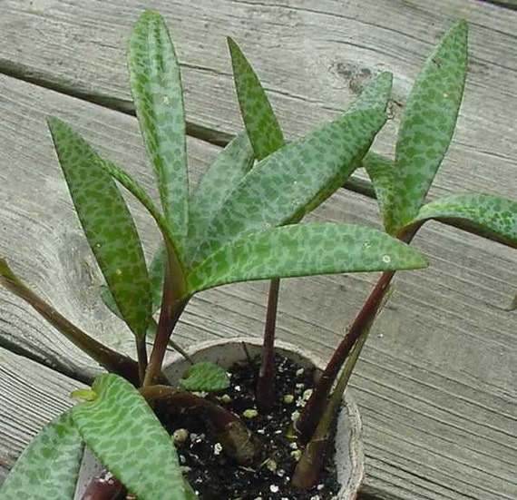 Leopard Lily Succulent Plant Leopard Lily Succulent Silver