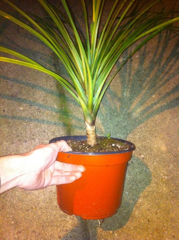 Etsy Your place to buy and sell all things handmade, vintage, and