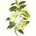 Vintage Shabby Cottage Chic Home Decor White Flower Print Floral Cottage Decor