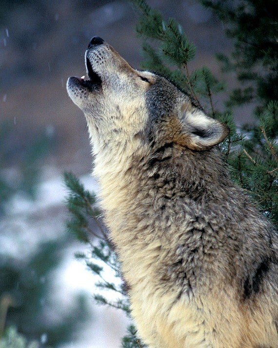 Gray Timber Wolf Howling 5x7 Matted Animal Photography