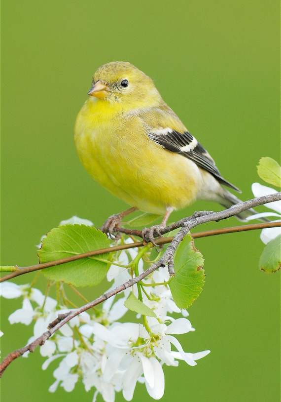 american goldfinch female 5x7 matted bird photograph american goldfinch female 5x7 matted bird photograph