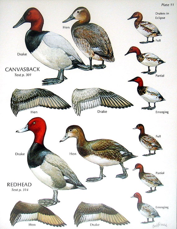 Canvasback Redhead Masked Duck Ring Necked Duck Ruddy Duck