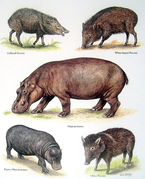 by step how zebra step to draw to Mammals Peccary,  Items similar  Collared Hippopotamus