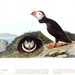 Audubon Birds - Atlantic Puffin, Razor Billed Auk - 1941 - 2 sided Book Plate with Names and Descriptions