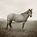 Black and White Horse Photography, Standing Horse, Horse Photography, Equestrian Photo