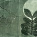 RESERVED for Eleanor, blank note card set of 4, original botanical monoprints