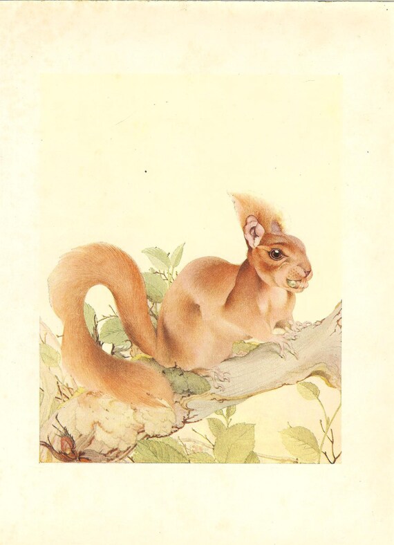 Vintage 1930s E.J. Detmold Print Red Squirrel Eating Nuts Sitting On Tree Branch Natural History Book Plate Book Illustration
