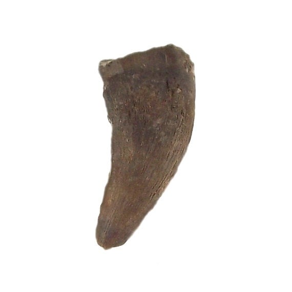 velociraptor tooth fossil