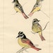 c.1915 FOLK ART BIRDS Original Hand Done Mixed Media Charming Lovingly Drawn