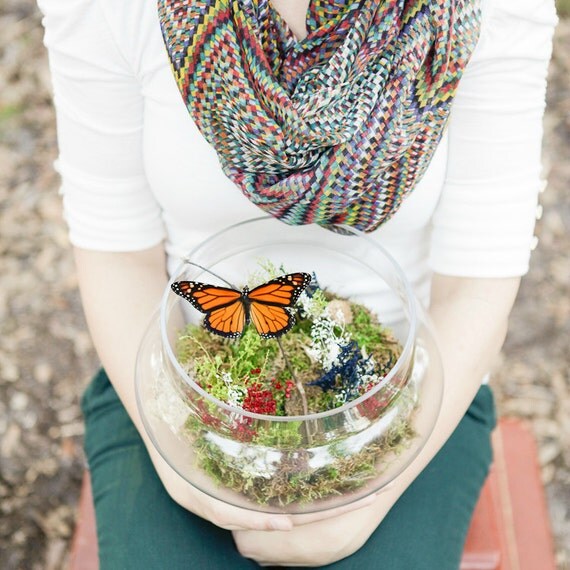 Items similar to Butterfly Terrarium Kit, Real Butterfly in Apothecary
