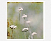 Winter Photography, pale green, white, seed pods, Winter Flowers nature fine art photography print