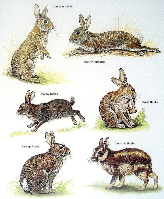 Rabbits Common Rabbit Desert Cottontail Swamp Rabbit