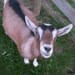 Cityminiranch Goats