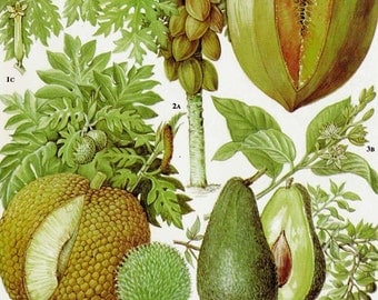 Avocado Breadfruit Pawpaw Tropical Fruit Flower Chart Food Botanical Lithograph Illustration For Your Vintage Kitchen 115