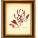Original seaweed pressing, Asparagopsis Single Seaweed, Botanical seaweed art Wall Art, Nautical art, kelp, algae