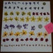 Dried and Pressed Flowers Little Flowers Collection Verbena, Pansies, Vioia, Lobelia.