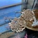 Vineyard Haven Earrings