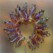 Sunrise Corals - Handmade Lampwork Glass Beads (SRA)
