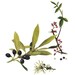 Vintage Print - Bay, Juniper - Book Plate - 1965