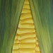 Sweetcorn Painting Very Large Mixed Media Original Close up of Vegetable Yellow and Green