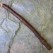 Rare Natural Wood Wand - Bay - for Healing.