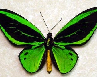 Mother's Day Gift Real Framed Emerald Green Birdwing Butterfly 584