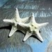 Starfish Earrings - Little Stars