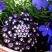 Vintage Brooch 62 Bright Purple an Lavender Crystal Rhinestones Stunning