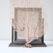 vintage natural sea fan coral specimen / nautical decor
