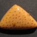 Petrified Palm Wood cabochon