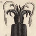 1803 sea life original antique engraving - cuttlefish mollusk