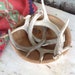 INSTANT COLLECTION Deer Antlers