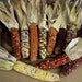 6 Pieces Dried Indian Corn Autumn Thanksgiving Decor