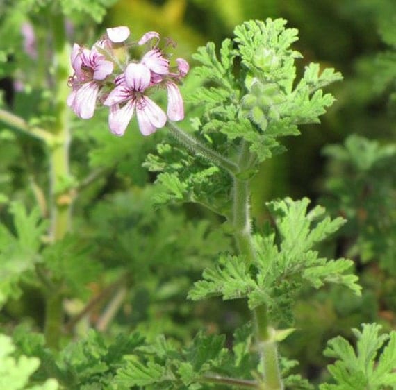 MintRose Scented Geranium Plant Beautifully by thegardenstudio