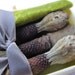 natural MAGNOLIA SEED PODS --4 pods