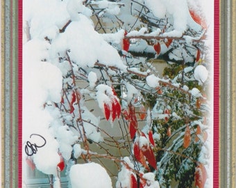 Holiday Snow Berries