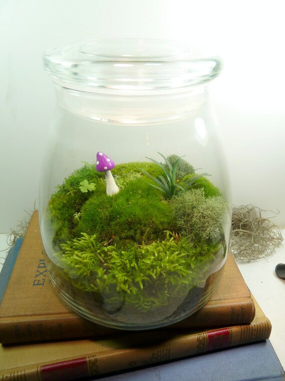 Extra Large VIBE JAR Terrarium Mushroom Mondo by MossTerrariums
