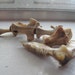 Cruelty Free Reptile Bones Tail Bones Religious Educational Magic Spell Art Crafts Taxidermy Bone Real