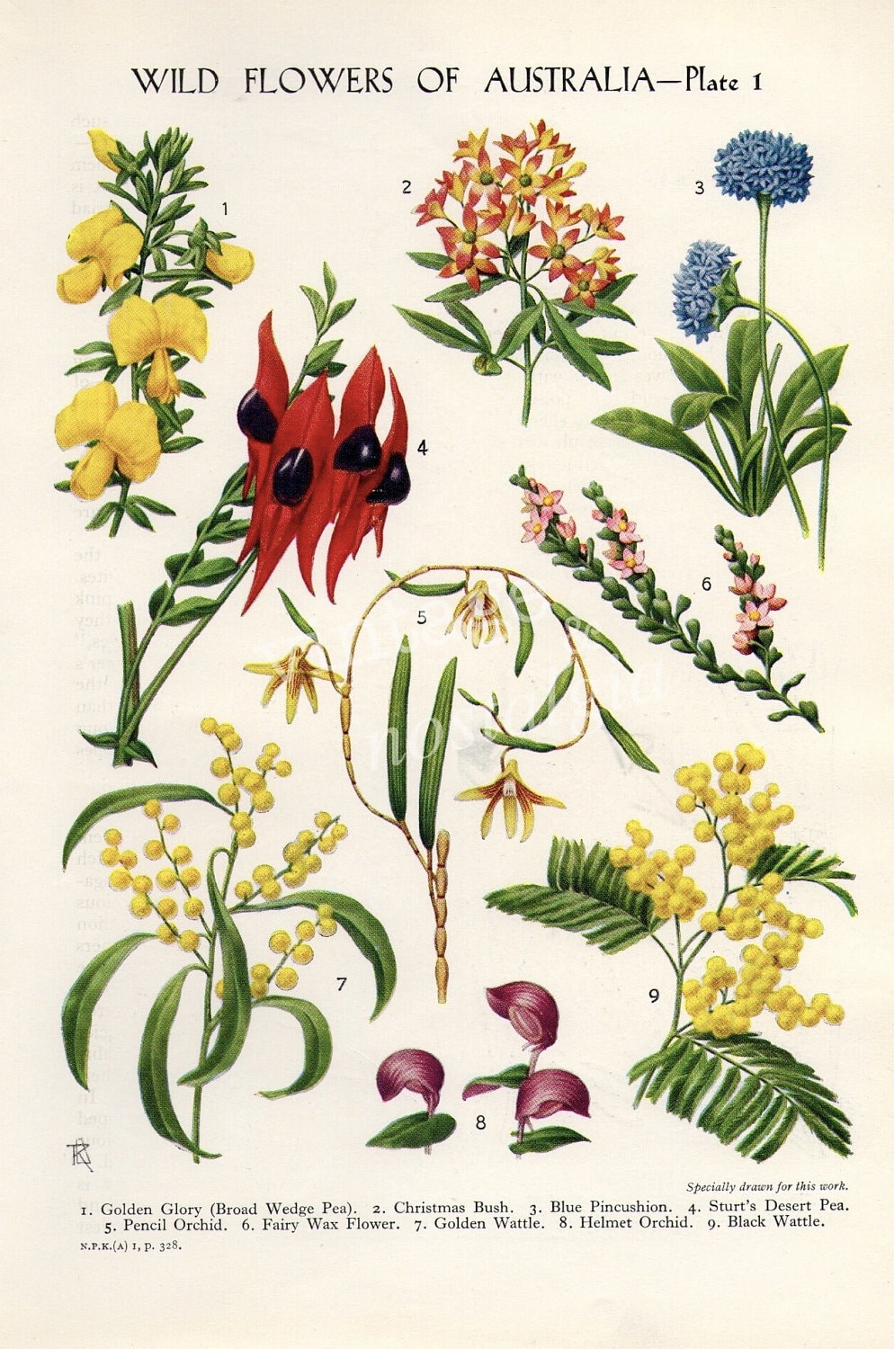 vintage Botanical flower print Australian by theStoryOfVintage