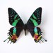 Real Moth Specimen Unmounted Ready Spread, Madagascar Sunset Moth