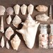 Vintage Seashell Collection - Natural History Decor, Curiosity Cabinet Specimens, Lot of over 25 Shells