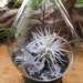 Hanging Air Plant (Tillandsia) Teardrop Terrarium - Amazing Gift
