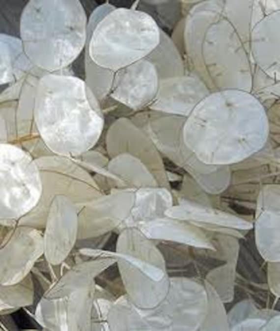silver dollar plant Lunaria moonwort money plant Honesty