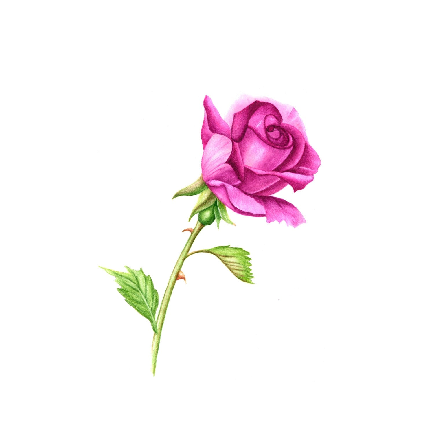 Pink Rose Drawing With Stem