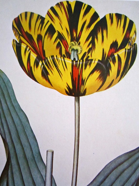 Items similar to Tulip flower print vintage botanical spring tiger