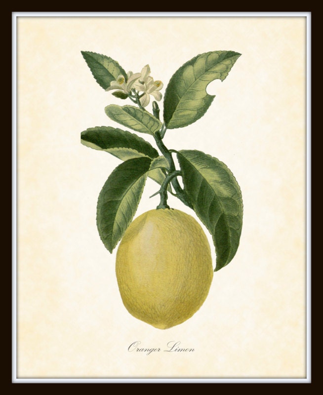 Botanical Art Print French Fruit and Vegetable by BelleBotanica