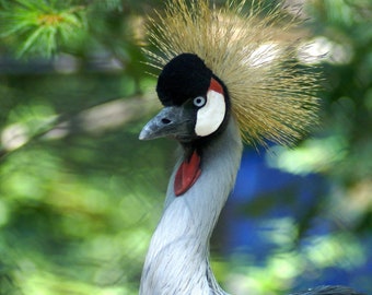 AFRICAN CROWNED CRANE 5x7 photo greeting card